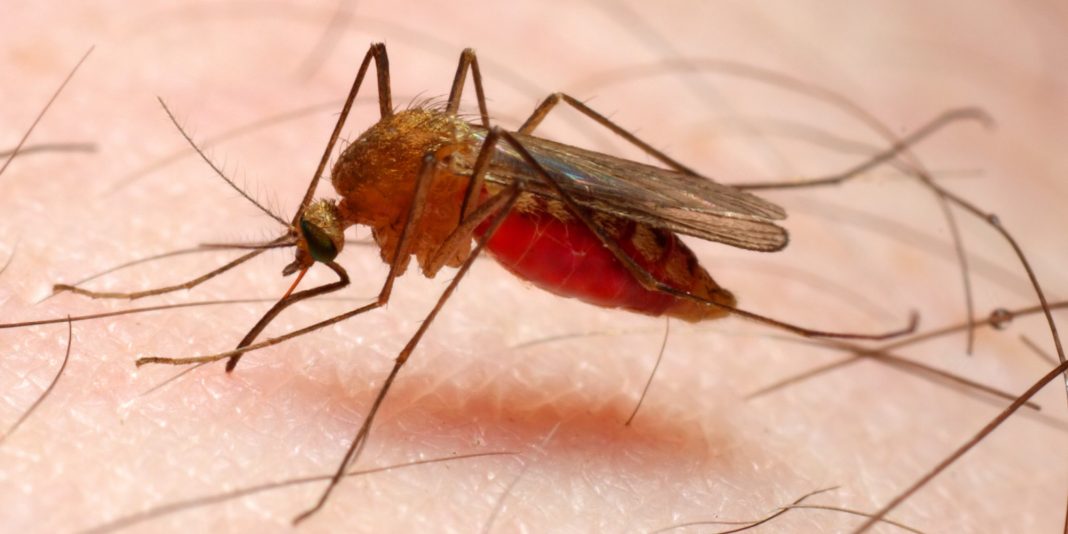 Malaria Bajo Cauca