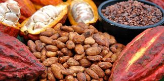 Cacao Nudo de Paramillo